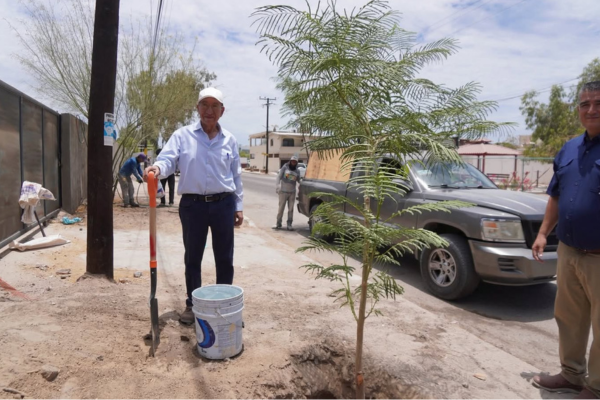 croc, 2025, croc, inicia, jornada, reforestacion, en, baja, california, sur