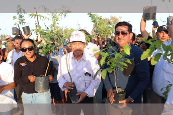 croc, 2025, reforestacion, en, cabo, san, lucas, “un, trabajador, un, arbol”